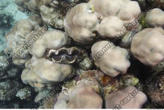Photo Reference of Coral Sudan Undersea 0053